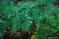 whole plant in typical habitat