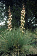 Great Plains yucca