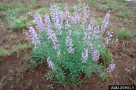 side view of whole plant in flower