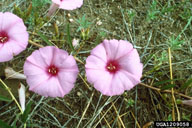 close-up of two flowers