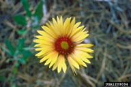 close-up of single flower