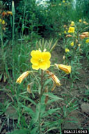 single flowering plant in typical habitat