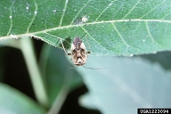 tarnished plant bug (<em>Lygus lineolaris</em>) adult(s)