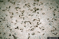 Fire ants