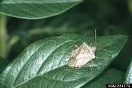 brown stink bug (<em>Euschistus servus</em>) adult(s)