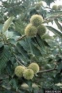 Chinese chestnut (<em>Castanea mollissima</em>) foliage