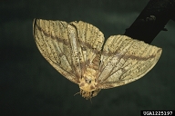 imperial moth (<em>Eacles imperialis</em>) adult(s)