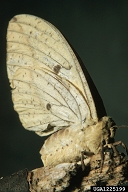 imperial moth (<em>Eacles imperialis</em>) adult(s)