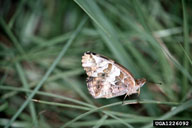 variegated fritillary (<em>Euptoieta claudia</em>) adult(s)