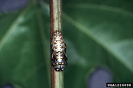 variegated fritillary (<em>Euptoieta claudia</em>) pupa(e)