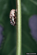 variegated fritillary (<em>Euptoieta claudia</em>) pupa(e)