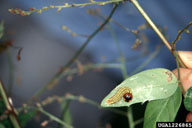 silverspotted skipper (<em>Epargyreus clarus</em>) larva(e)