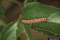 variegated fritillary (<em>Euptoieta claudia</em>) larva(e) on Byron beauty hybrid passionflower (<em>Passiflora edulis x incarnata</em>)