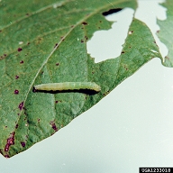 Clemson University - USDA Cooperative Extension Slide Series ,  Bugwood.org green cloverworm (<em>Hypena scabra</em>) larva(e) on soybean (<em>Glycine max</em>)