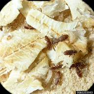 sawtoothed grain beetle (<em>Oryzaephilus surinamensis</em>) adult(s) on oat (<em>Avena sativa</em>)