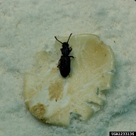 sawtoothed grain beetle (<em>Oryzaephilus surinamensis</em>) adult(s) on oat (<em>Avena sativa</em>)