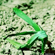 spotted cucumber beetle (<em>Diabrotica undecimpunctata howardi</em>) damage on corn (<em>Zea mays</em>)