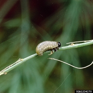 asparagus beetle (<em>Crioceris asparagi</em>) larva(e)