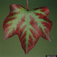 magnesium deficiency