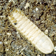 green June beetle (<em>Cotinis nitida</em>) larva(e)
