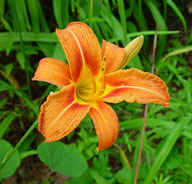 tawny daylily
