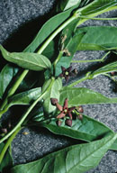 Comparision of flowers of Cynanchum louiseae (top) and Cynanchum rossicum (bottom)