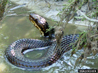 James Henderson, Golden Delight Honey,  Bugwood.org water moccasin (<em>Agkistrodon piscivorus</em>) adult(s)