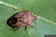brown stink bug (<em>Euschistus servus</em>) adult(s) on cotton (<em>Gossypium hirsutum</em>)