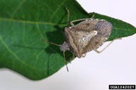 brown stink bug (<em>Euschistus servus</em>) adult(s) on cotton (<em>Gossypium hirsutum</em>)