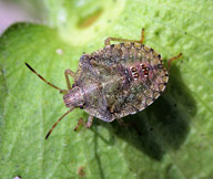 brown stink bug