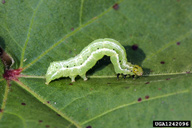 Late instar larva