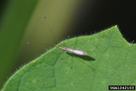 Russ Ottens, University of Georgia,  Bugwood.org stilt bug (<em>Jalysus wickhami</em>) adult(s)