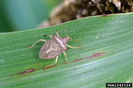 stink bug (<em>Euschistus quadrator</em>) adult(s) on pearl millet (<em>Pennisetum glaucum</em>)
