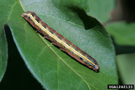 Late instar larva