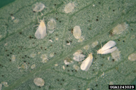 Adults and nymphs