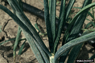 Leaf scaring injury to onion.