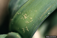 Nymphs at base of leaf of onion.