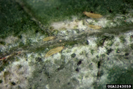 Nymphs on onion.