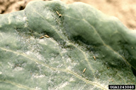 Scarring of cabbage leaf.