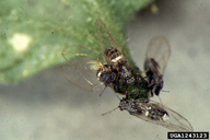 Adults dispersing from tip of plant