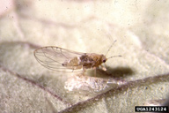Teneral adult