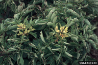 Foliage yellowing due to 'psyllid yellows'
