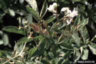 Foliage purpling due to 'psyllid yellows' on red cultivar