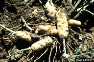 Premature tuber sprouting resulting from 'psyllid yellows'