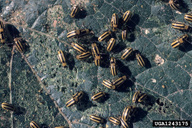 Adults mass on squash leaf