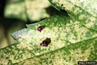 Characteristic leaf injury
