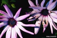 On Daisy