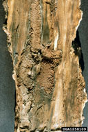 ribbed pine borer (<em>Rhagium inquisitor</em>) galleries