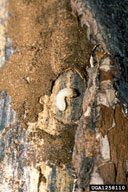 ribbed pine borer (<em>Rhagium inquisitor</em>) larva(e)
