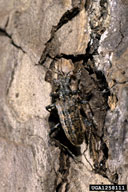 ribbed pine borer (<em>Rhagium inquisitor</em>) adult(s)